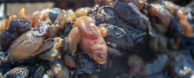 Søpunge og blåmuslinger i uhellig vrimmel i den maritime nyttehave i Hundested