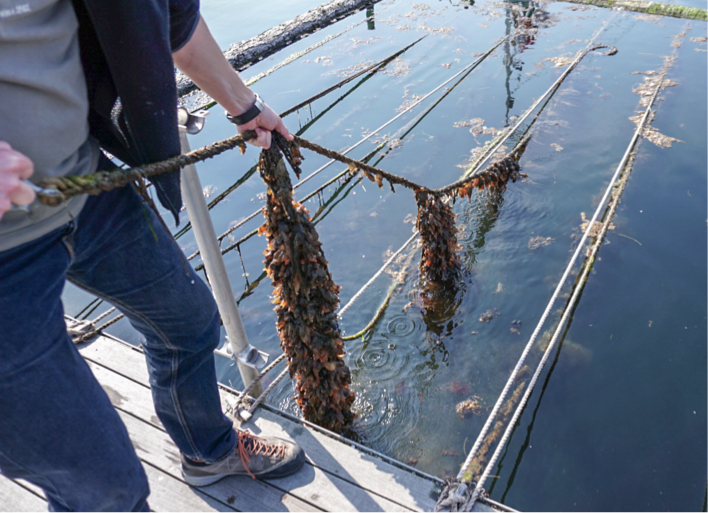 Søpunge-besatte muslingestrømper i Hundested